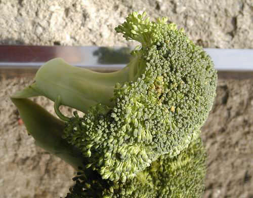 brokolice.jpg